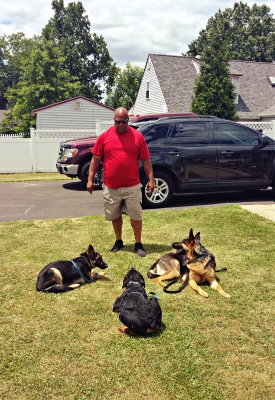 Dog Board & Train Services » Anderson K9 Training