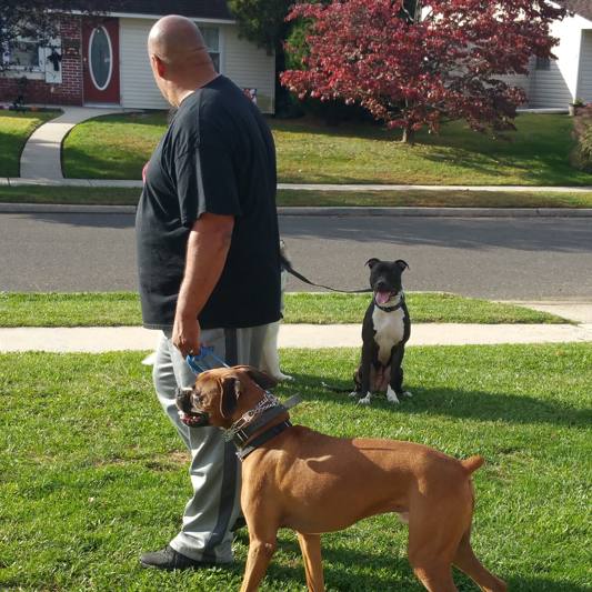 Dog Obedience Training Options » Anderson K9 Training